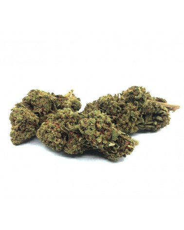 ORANGE BUD Fleur de CBD